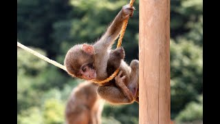 How To Make Fun With Monkeys   Everyday indian Monkey Funny Videos