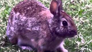 Rabbit in the Grass 2