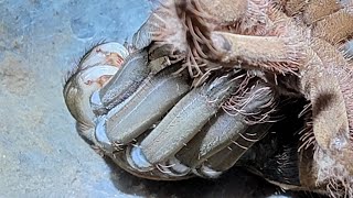 Theraphosa blondi  molting in time lapse..