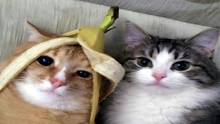 cats doing silly things