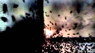 Fly swarm.