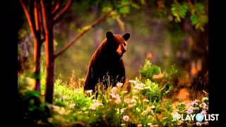 PlayList - Jim Brandenburg - Photographer