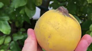 Best fall fruit that is rich in Vitamins C