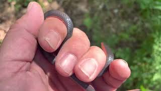 Nice worm snake