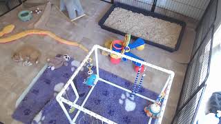 Red Shadow Kennels Live Stream