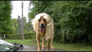 Lion Terrifys Elderly Couple in State Park-Parody (Video)