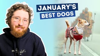 Top 10 Dogs Of January