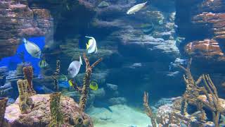 Relaxing Fish Swimming To Sleep To