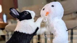 Rabbit fights snowman