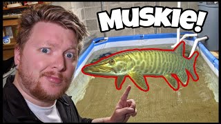 MUSKIE Pond! Feeding All My AGGRESSIVE, Native Predator Fish!