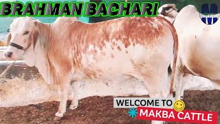 Gulabi Brahman Bachari @MAKBA #gulabibachari #brahmanbachari #cholistanicow 