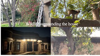 Rajasthani house and wildlife 🐪  🦚