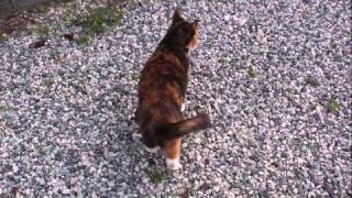 Totte Classic "Kattene i Stenderup"