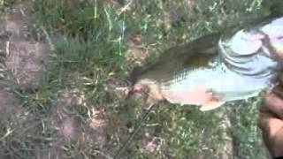 Female largemouth bass love Fuzzy-Craw Jigs.
