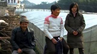 Spring Festival - family slaughters pig