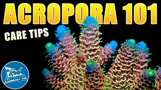 Acropora Corals - Acro Care Guide