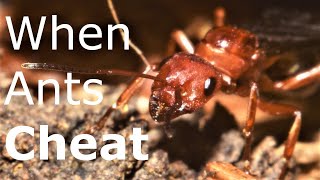 Formica Ants: Dulosis, Body Snatchers, and Inquilines