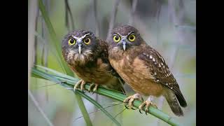 Gift of the Nature #giftofthenature #naturelovers #nature #owl #owls #owllovers #trending @PK7000 