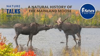 Nature Talks: Natural History of the Mainland Moose