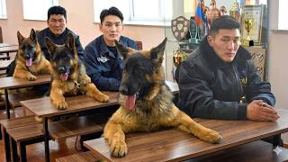 You Won’t Believe How Funny German Shepherd Dogs Are 😂