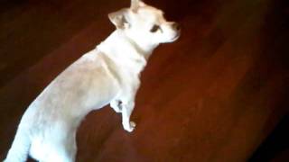 Pet Sitting, Pet Sitter, Dogs, Cats, Phoenix, Glendale, Tolleson, AZ