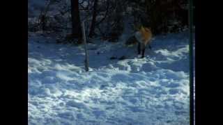 it's a risky business, visiting my bird feeder in Winnipeg
