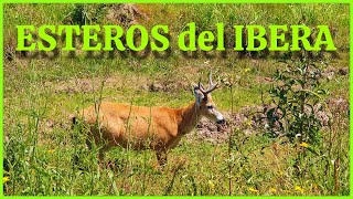 ESTEROS del IBERA (Te cuento COMO LLEGAR, qué HACER y donde ALOJARTE... Te MUESTRO este PARAISO !)HD