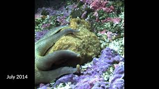 Sea Sponge Stakeout: 4-year timelapse of Belinda the sea sponge