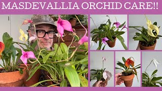 Masdevallia orchid care!