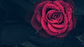 Beautiful Rain Sound for Deep Sleep and Mental Health | Relaxing Sound Therapist