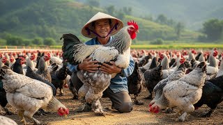 Inside the Farm: How farmers raise millions of Brahma Chickens for eggs and meat