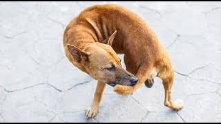 Why Do Dogs Chase Their Tails?