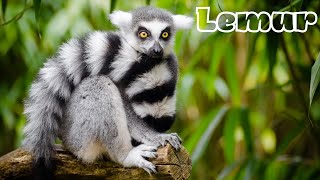 Relaxation Music - Lemur