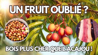 This fruit was a treasure 2000 years ago…