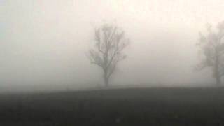 Crow takes to flight in the Misty Morning Sunrise