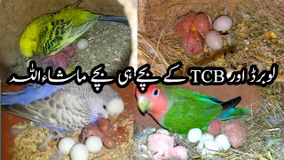 love birds & Tcb budgies surprise 🎉 bache nikal gaye😀 pet vlog