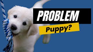 Raising A Puppy With Behavioral Challenges
