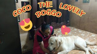 COCO, ANGEL,  & MUM HAVE A GREAT TIME TOGETHER  🐕‍🦺❤️👩‍🦰❤️🐩|  ENJOY THE FULL VIDEO 🥰😍🥰😍| #lovecoco