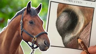 Georgie Turner Draws A Horses Nose In Coloured Pencil S1E16