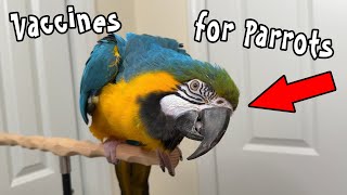 Vaccines for Parrots - How to Prevent Illness for Birds