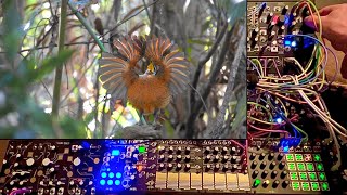 Nature Dance of modular Chord Flow