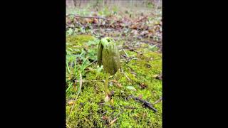 A New Walk on an Old Trail, Pt. 1 & 2 (2021-04-11)