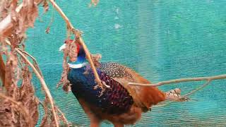 Royal colors and unmatched elegance — the male Common Pheasant (Phasianus colchicus) in full glory 🪶