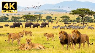 African Wildlife in 4K | Mesmerizing Animal Moments & Soothing Sounds from the Savanna