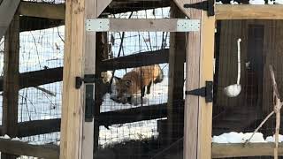 Fox @ chicken run 12/16/2025
