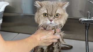 The Sweetest Most PERFECT Cat I've Ever Groomed in My Life