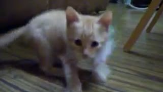 My New Kitty "Spaz" Playing With A Barking Mouse