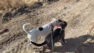Projecting onto my dog friends... #HUManReboot #FitnessIsFreedom #LiveAlive