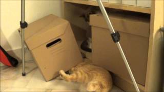 Cat finding shelter, defending herself from the terror of puss the cat