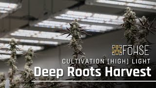 Deep Roots Harvest | Elevating Indoor Cannabis Cultivation! | Cultivation Highlight